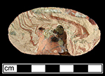 Agate doorknob. Photo on right shows agatized body on a broken surface, as well as the indention where the doorknob hardware was inserted - from 18AP14 Victualling Warehouse.