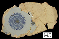 Reconstructed bowl fragment (interior).