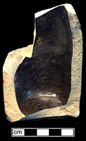 Grey bodied salt glazed stoneware bottle with Albany slipped interior. Base diameter: 2.50”. Lot #: 33-9. 18BC56