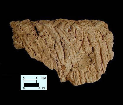 Coulbourn rim sherd - exterior surface, from Wessel, site 18CA21/579.