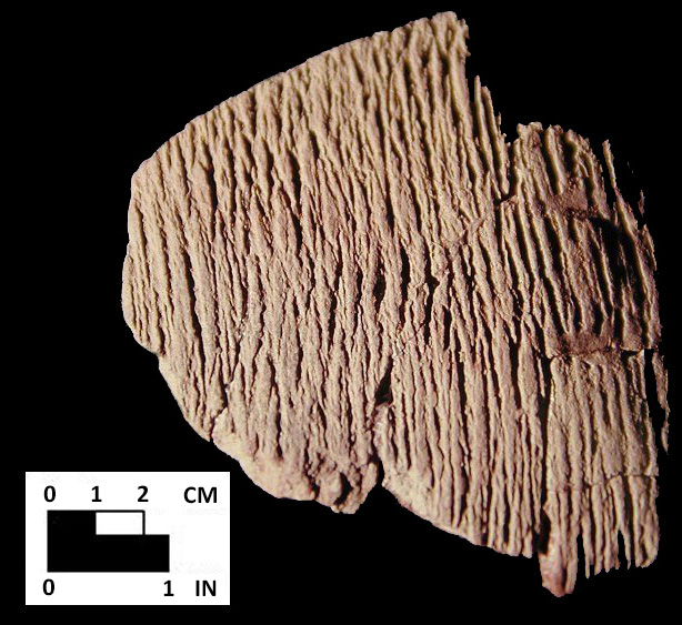 Accokeek cord-marked rim sherd from Piscataway site 18PR7-SI Cat.# 461923-Courtesy of the Smithsonian Institution, Museum of Natural History, Department of Anthropology.