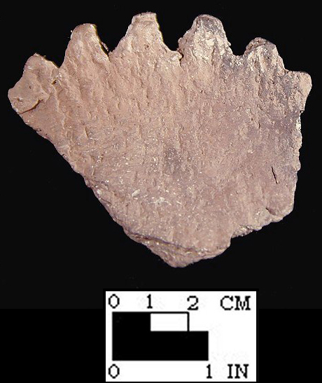 Keyser pie crust rim sherd with smoothed over cord-marked exterior from the Hughes site, 18MO1-SI Cat.# 392275-Courtesy of the Smithsonian Institution, Museum of Natural History, Department of Anthropology.