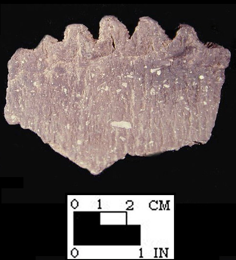 Keyser pie crust rim sherd with cord-wrapped paddle marks from the Hughes site, 18MO1-SI Cat.# 396761-Courtesy of the Smithsonian Institution, Museum of Natural History, Department of Anthropology.