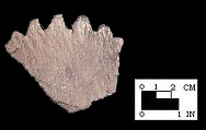 Keyser pie crust rim sherd with smoothed over cord-marked exterior from the Hughes site, 18MO1-SI Cat.# 392275-Courtesy of the Smithsonian Institution, Museum of Natural History, Department of Anthropology.