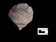 Potomac Creek rim sherd decorated with cord impressions, from the Chickamuxon Creek, Charles County,�MD - SI Cat. #196093B, Courtesy of the Smithsonian Institution, Museum of Natural History, Department of Anthropology.