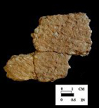 Accokeek cord-marked sherds from Bathhouse site 18AN37.