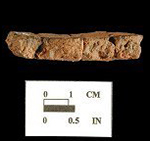 Accokeek body sherd on left and close up view of paste on right from Bathhouse site 18AN37.