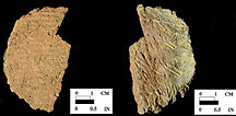 Dames Quarter exterior surface of body sherd from a Maryland unprovenienced site.