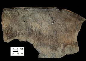 Cord-marked Monongahela rim sherd from the Friendsville site 18GA23.