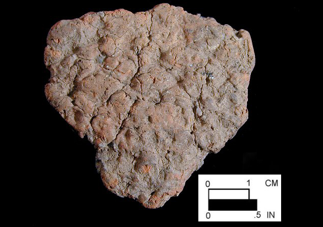 Wolfe Neck net-impressed body sherd (exterior surface) from site 18CE114/26.