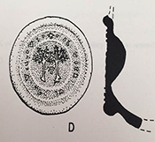 Illustration of a bottle seal from Roviello 2001, Two trees flanking two letters, possible PP or P. more letters, probably a phrase in Latin, encircle trees.  Not decipherable due to worn condition of seal, Excavated by Julie King and Dennis Pogue in 1985, from 18ST325, in private collection.
