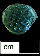 Stamped raspberry prunt in green colored glass. Diameter: .75”. Lot 138. 18CV271