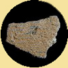 Thumbnail of a Selden Island pottery sherd , when clicked on will open the ware description for this type.