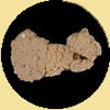 Thumbnail of a Wolfe Neck pottery sherd , when clicked on will open the ware description for this type.