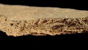 Paste shot of a Keyser sherd, click image to see a larger view.