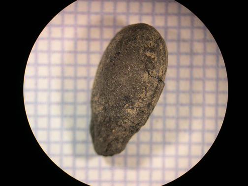 Cucuribita pepo 350 351.