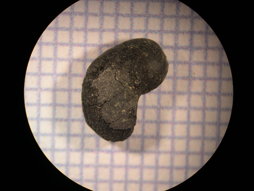 Phaseolus vulgaris 408 ws.