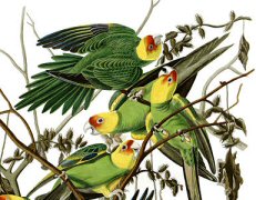 Carolina Parakeet