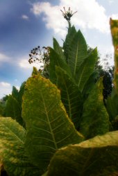 Tobacco