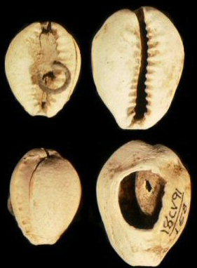 Dorsal views of two cowrie shells.