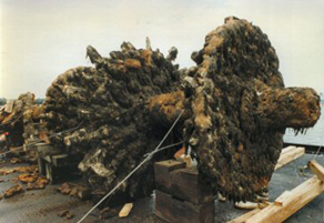 Paddle wheel artifact recovered from underwater. The paddle wheel is covered with barnacles and algae.