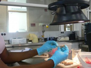 Figure 5 Conservator wearing blue nitrile gloves cleaning small archaeological artifacts under a fume extraction vent in a laboratory setting.