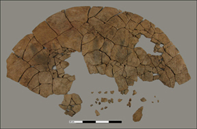 Figure 1 Low fired ceramic vessel fragment arranged in preparation for reassembly.