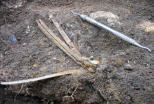Figure 1a