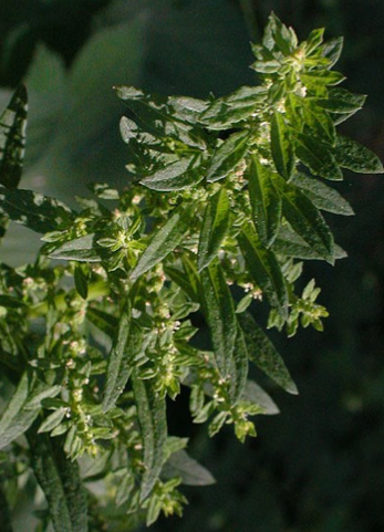 Figure 1 A close-up of green leafy plant with small, clustered flowers along the stems.