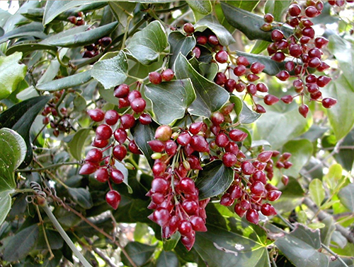 Red sarsparilla berries growing on a sarsparilla bush.