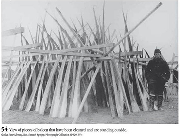 Historic photograph of a man standing beside many large pieces of baleen leaning on wooden uprights.