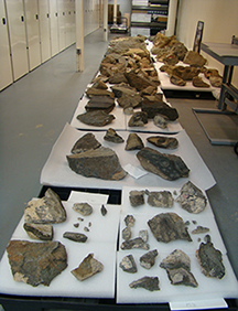 Photograph of many stone fragments with petroglyphs, in collections storage area.