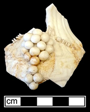 Ceramic fragment, depicing delicate grapes on the vine.