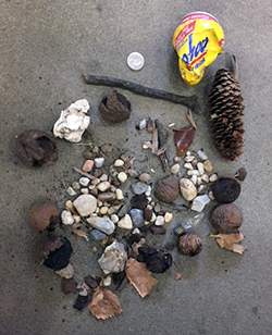 Assortment of items removed from a cannon bore, including a crushed can, rocks, a pinecone, and other nut shells.