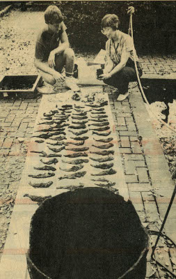 Black and white newspaper photograph showing two people kneeling on brick pavement, cleaning and laying out numerous preserved fish in organized rows. A dark wooden barrel sits in the foreground.