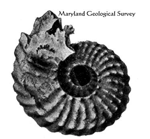 Drawn illustration of a curved fossil shell
