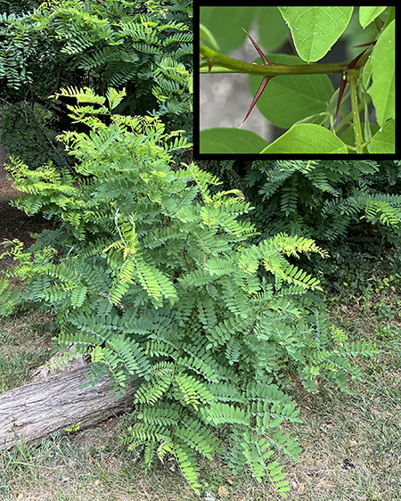 Figure 2 Small bush-sized tree with large compound leaves. An inset image shows a closeup of
a pair of thin, sharp thorns protruding from the branches at 90 degrees from each other