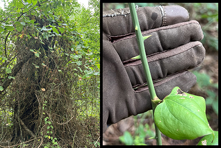 Figure 3 A large tangle of vines and other vegetation. An inset image shows a closeup of
triangular green thorns with brown tips attached on opposite sides of a vine.