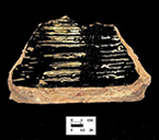 Interior of a Buckley-type base sherd (left) and profile (right), from the Oxon Hill site 18PR175-vessel# 6477.