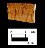 Manganese Mottled rim sherd of a hollow vessel from Angelica Knolls site 18CV60. 