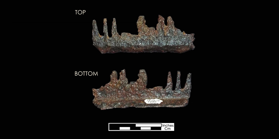 Image of iron mane comb.