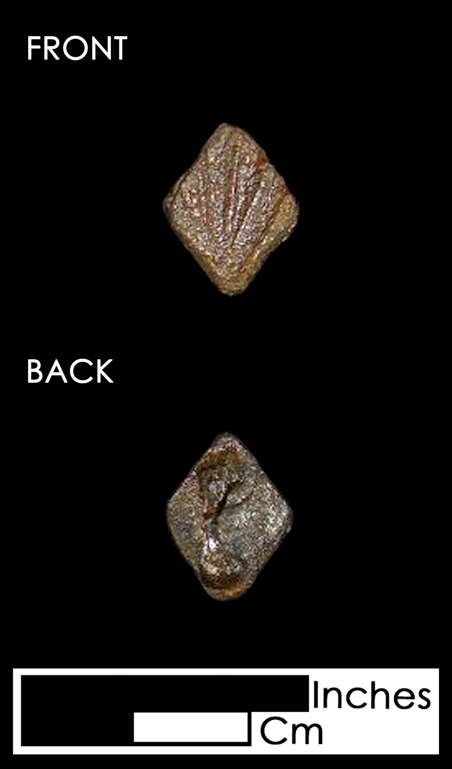Image of copper alloy leather ornament, Diamond, Shell.