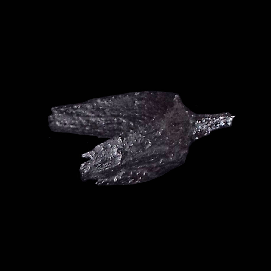 Image of iron spur.