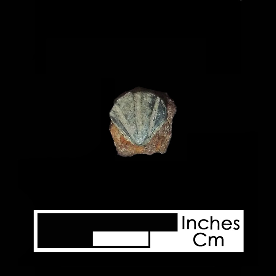 Image of copper alloy spur stud on iron hanger.