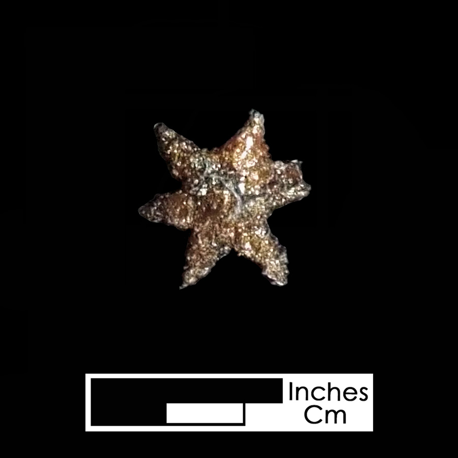 Image of iron spur.