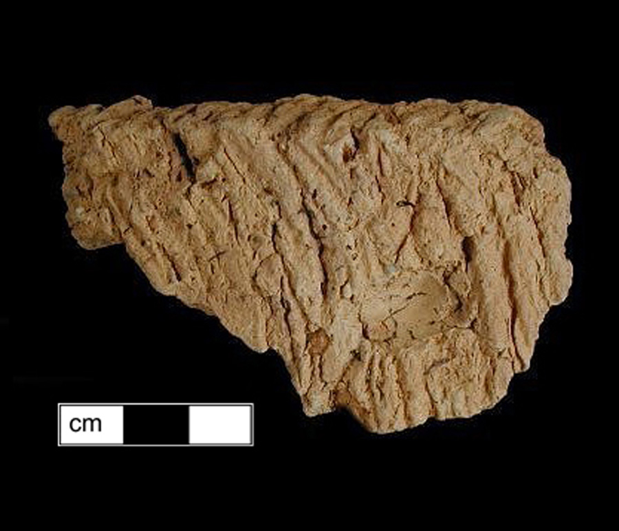 Image of ceramic, Grog Tempered Rim with Cord-Marked Surface Treatment, Coulbourn type, Lip-nicking; punctate