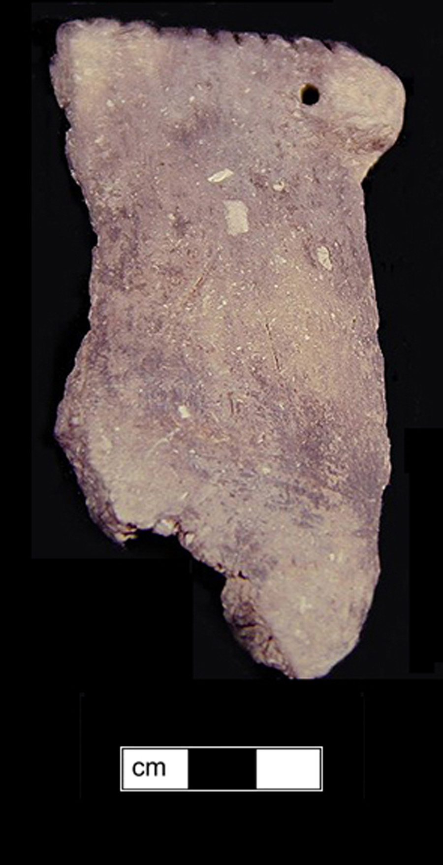 Image of ceramic, Shell Tempered Rim with Cord-Marked/Smoothed Surface Treatment, Keyser type, Notched; Punctate