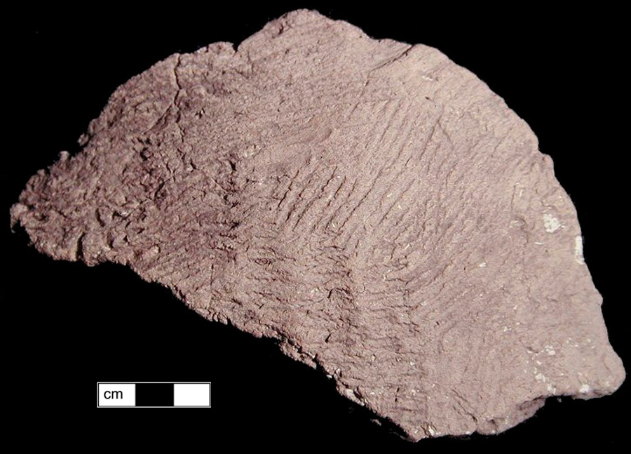 Image of ceramic, Shell Tempered Base with Cord-Marked Surface Treatment, Mockley type, Undecorated