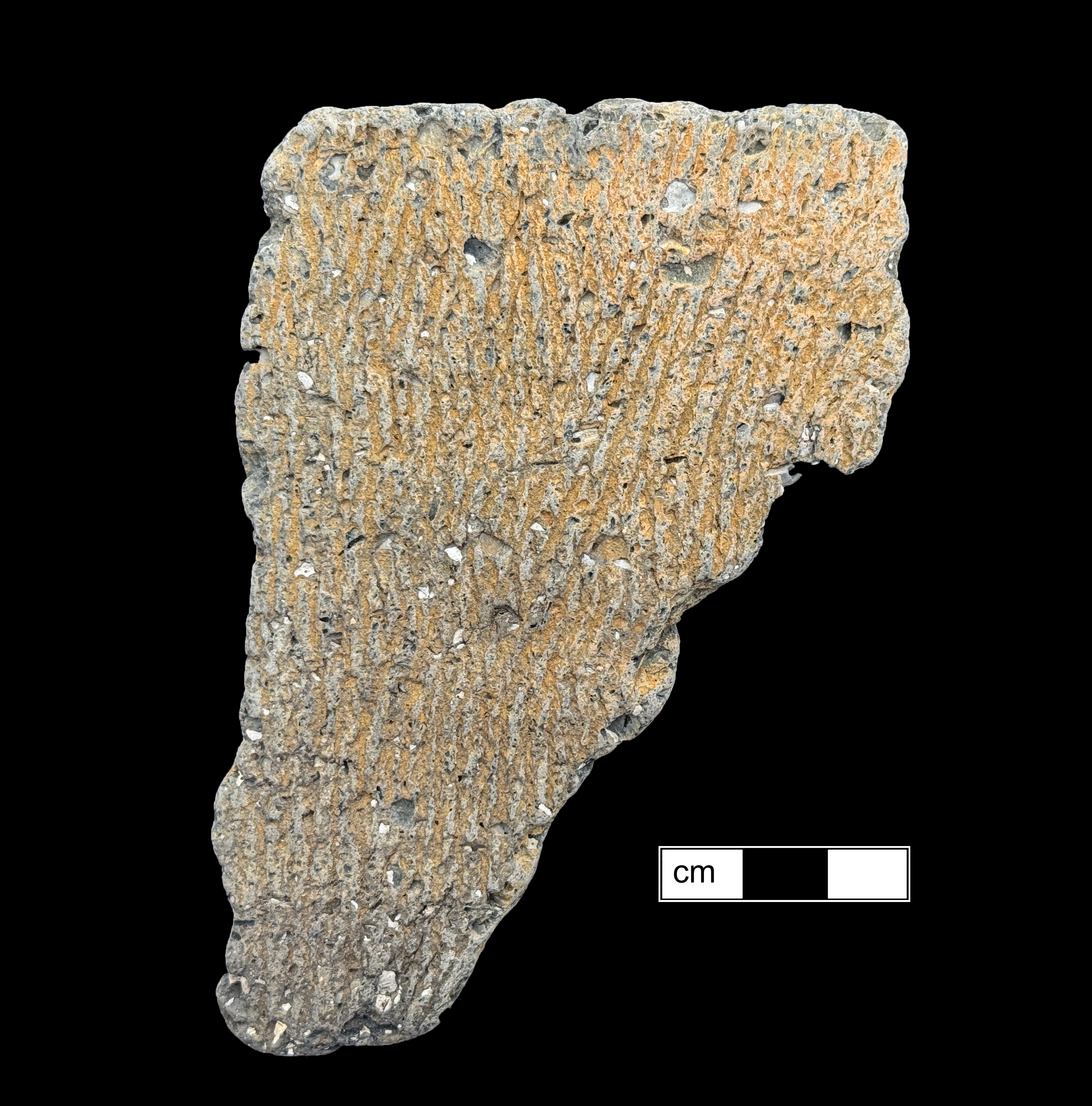 Image of ceramic, Shell Tempered Rim with Cord-Marked Surface Treatment, Mockley type, Undecorated