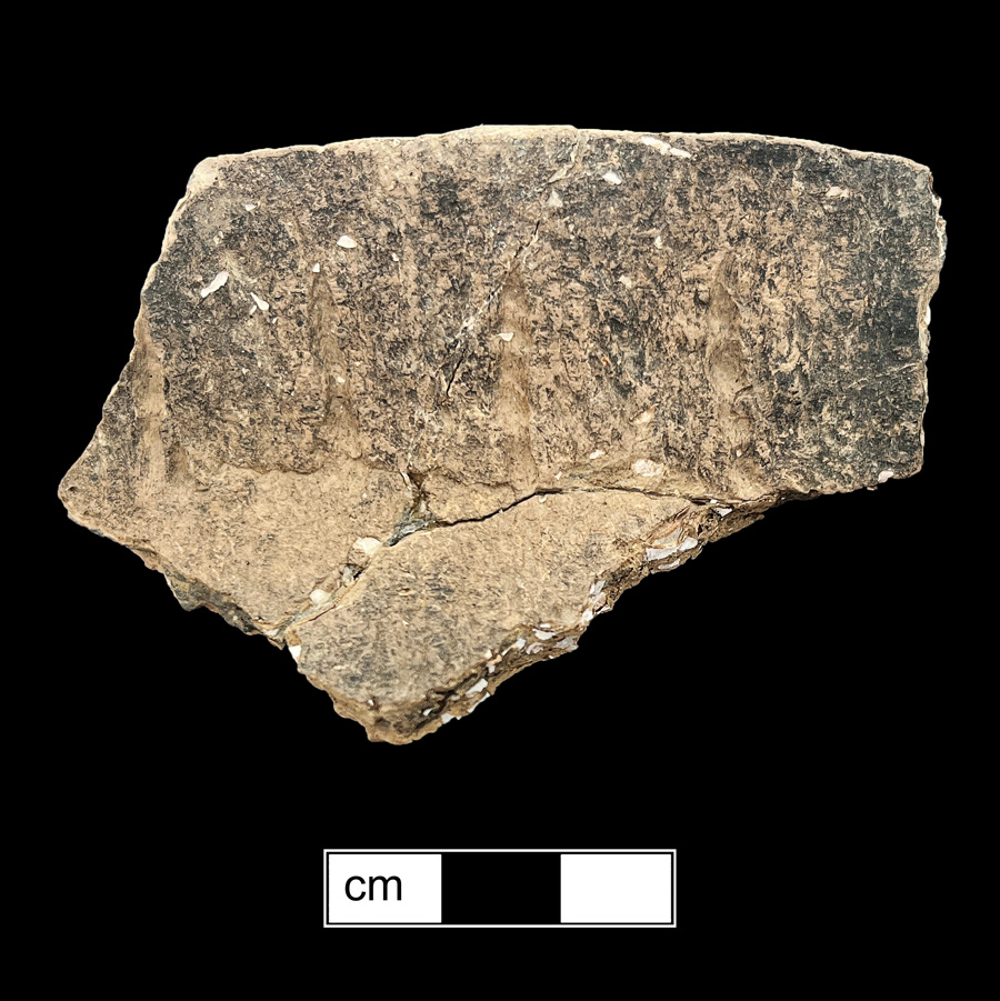 Image of ceramic, Limestone Tempered Mended Body/Rim with Cord-Marked/Smoothed Surface Treatment, Page type, Cord-Wrapped Stick